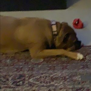 Meet your Posher, Renee